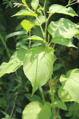 Persicaria pilosa