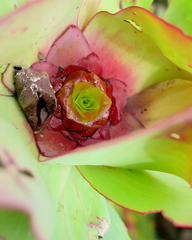 Leucadendron cordatum