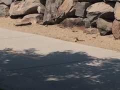 Otospermophilus beecheyi