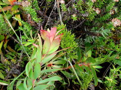 Leucadendron cordatum