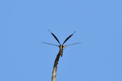 Palpopleura lucia