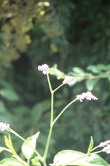 Persicaria pilosa