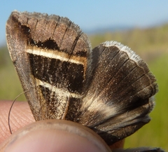 Grammodes bifasciata