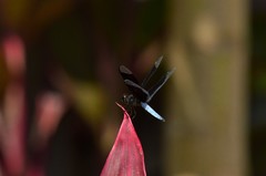 Palpopleura lucia