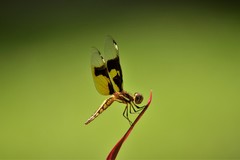 Palpopleura
