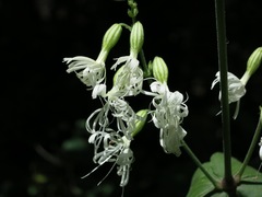 Silene ovata