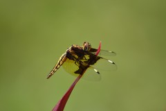 Palpopleura