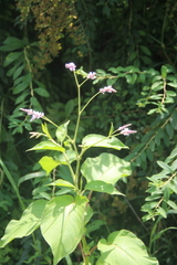 Persicaria pilosa