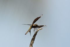 Palpopleura lucia