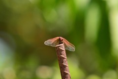 Trithemis arteriosa