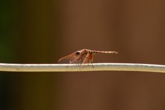 Trithemis arteriosa