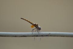 Trithemis arteriosa