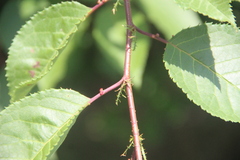 Prunus sargentii
