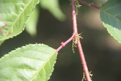 Prunus sargentii