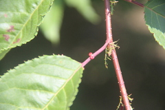 Prunus sargentii