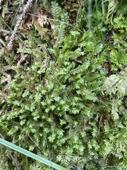 Plagiochila porelloides