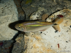 Bacalar Tetra photo 5