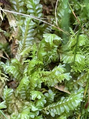 Plagiochila porelloides