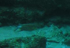 Sargocentron diadema
