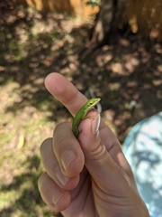 Anolis carolinensis