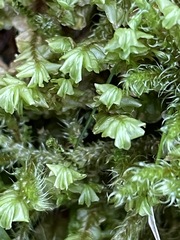 Plagiochila porelloides