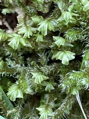 Plagiochila porelloides