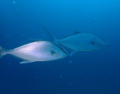 Seriola rivoliana