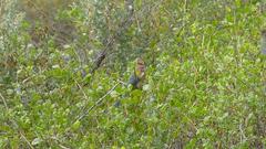 Urocolius indicus indicus