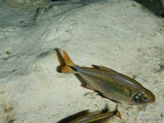 Bacalar Tetra photo 3
