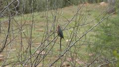 Urocolius indicus indicus