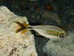 Bacalar Tetra photo 4