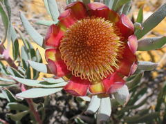Protea canaliculata