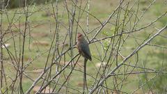 Urocolius indicus indicus