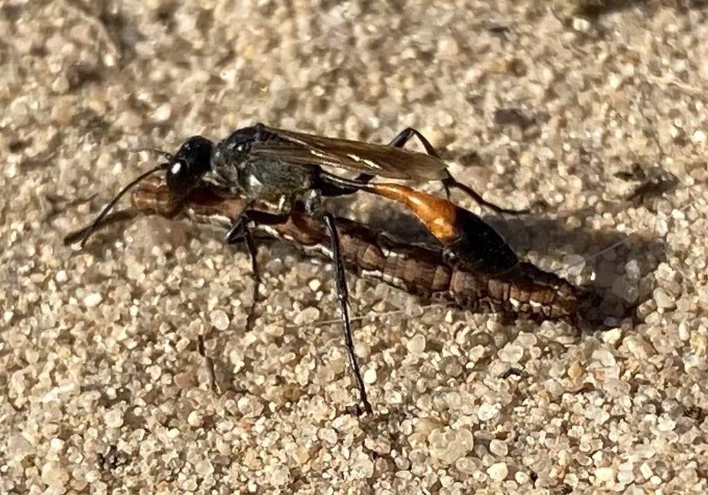 Heath Sand Wasp