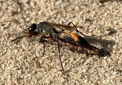 Heath Sand Wasp