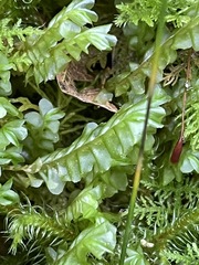 Plagiochila porelloides