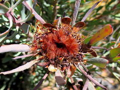 Protea canaliculata