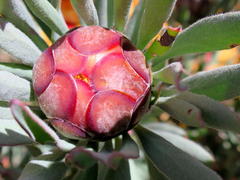 Protea canaliculata