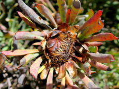 Protea canaliculata