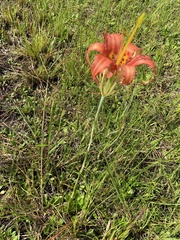 Lilium catesbaei image