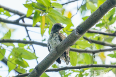 Indicator variegatus