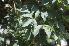 Acer mandshuricum
