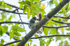 Indicator variegatus