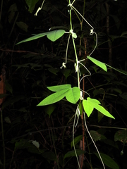 Passiflora exura