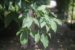 Acer mandshuricum