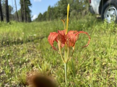 Lilium catesbaei image