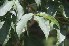 Acer mandshuricum