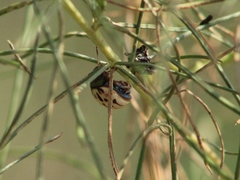 Leptinotarsa lineolata