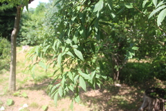 Acer mandshuricum