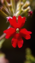Glandularia peruviana
